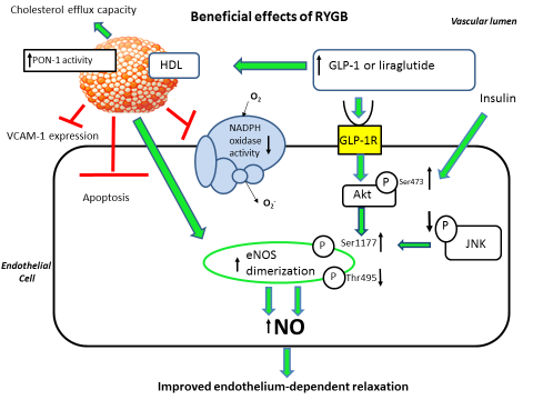 Fig. 2: Beneficial effects of RYGB