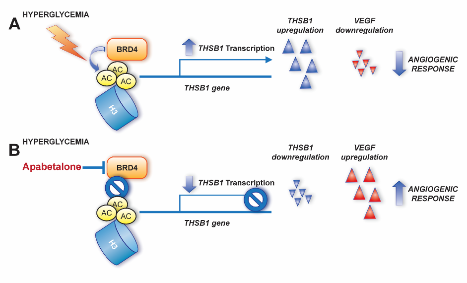 CVR - MMP2