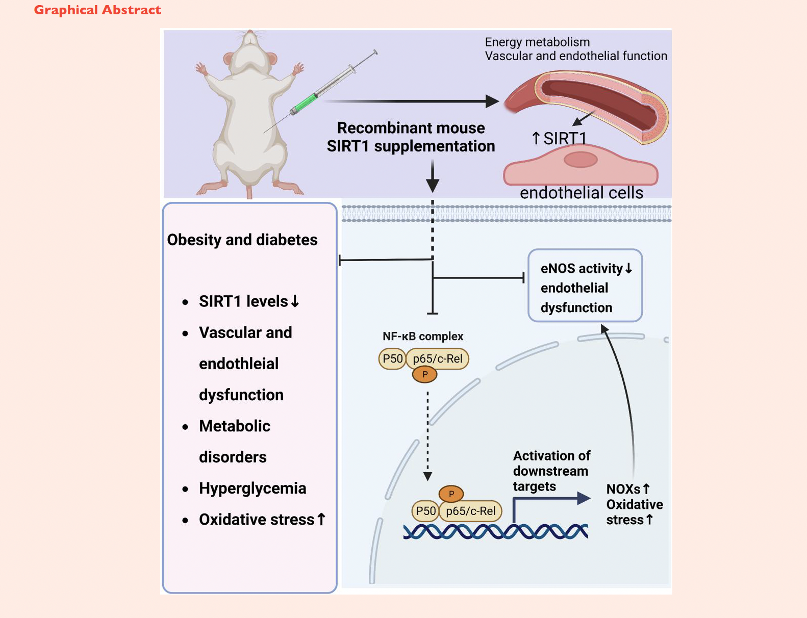SIRT1 and Vascular Function