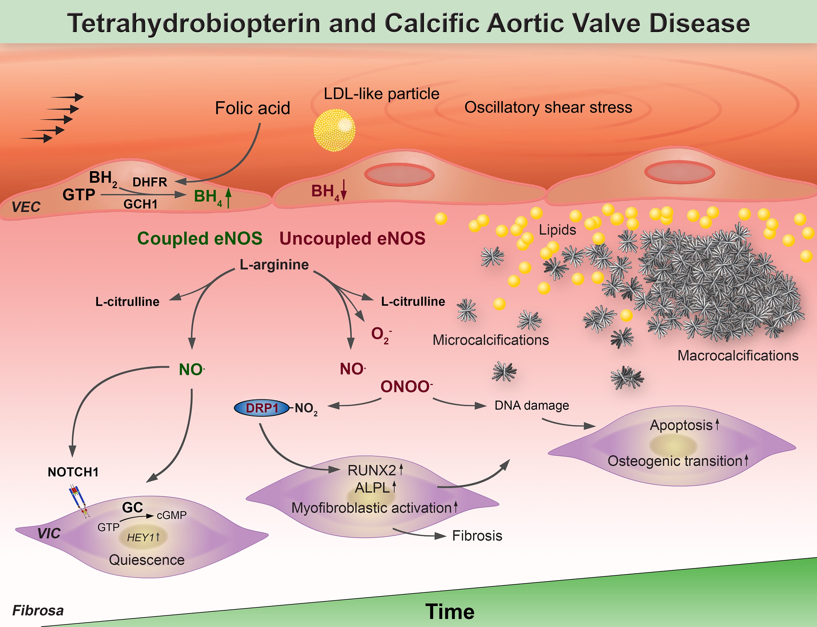 EHJ - ACS and sLOX-1