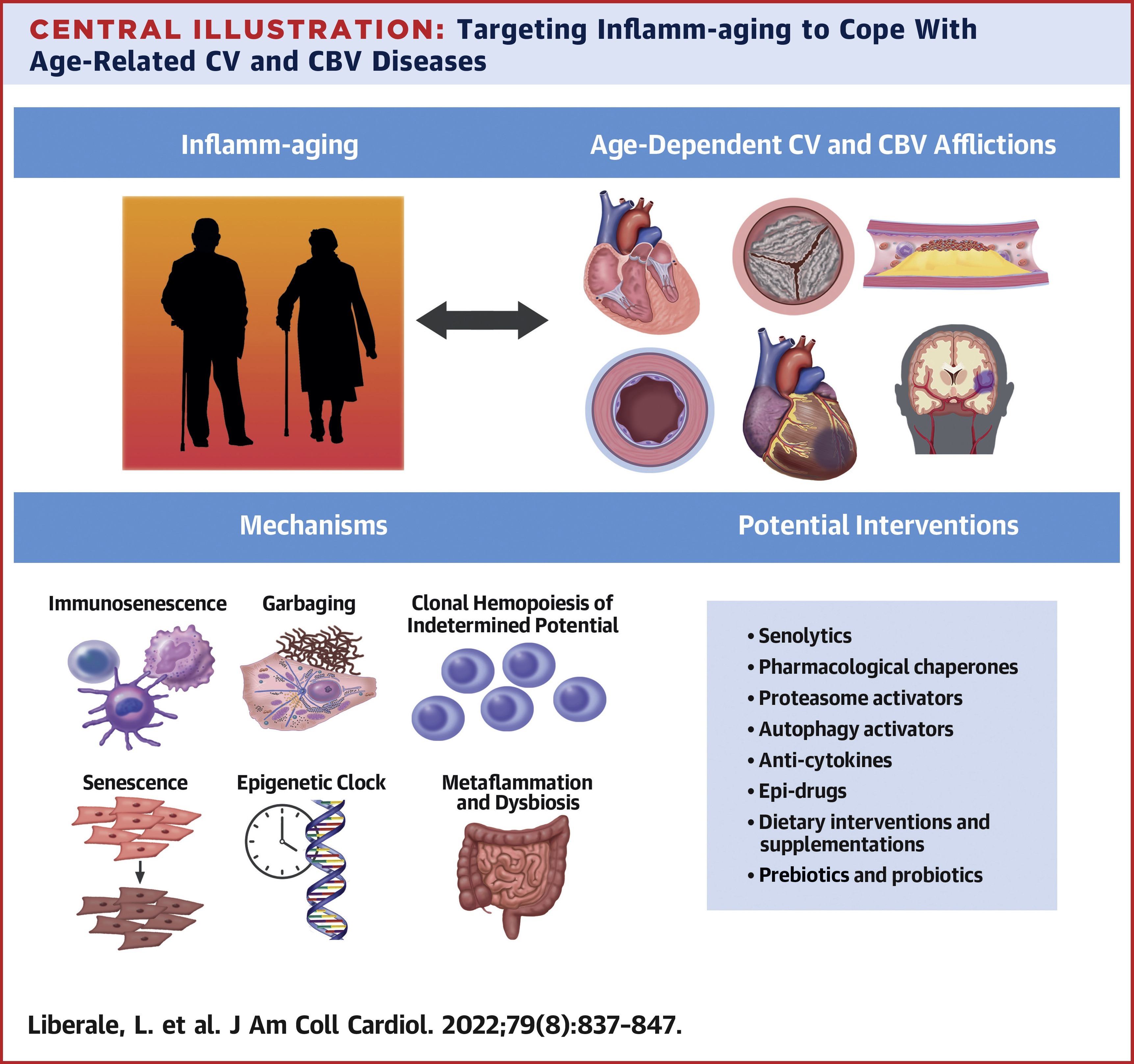 JACC - inflamm-aging