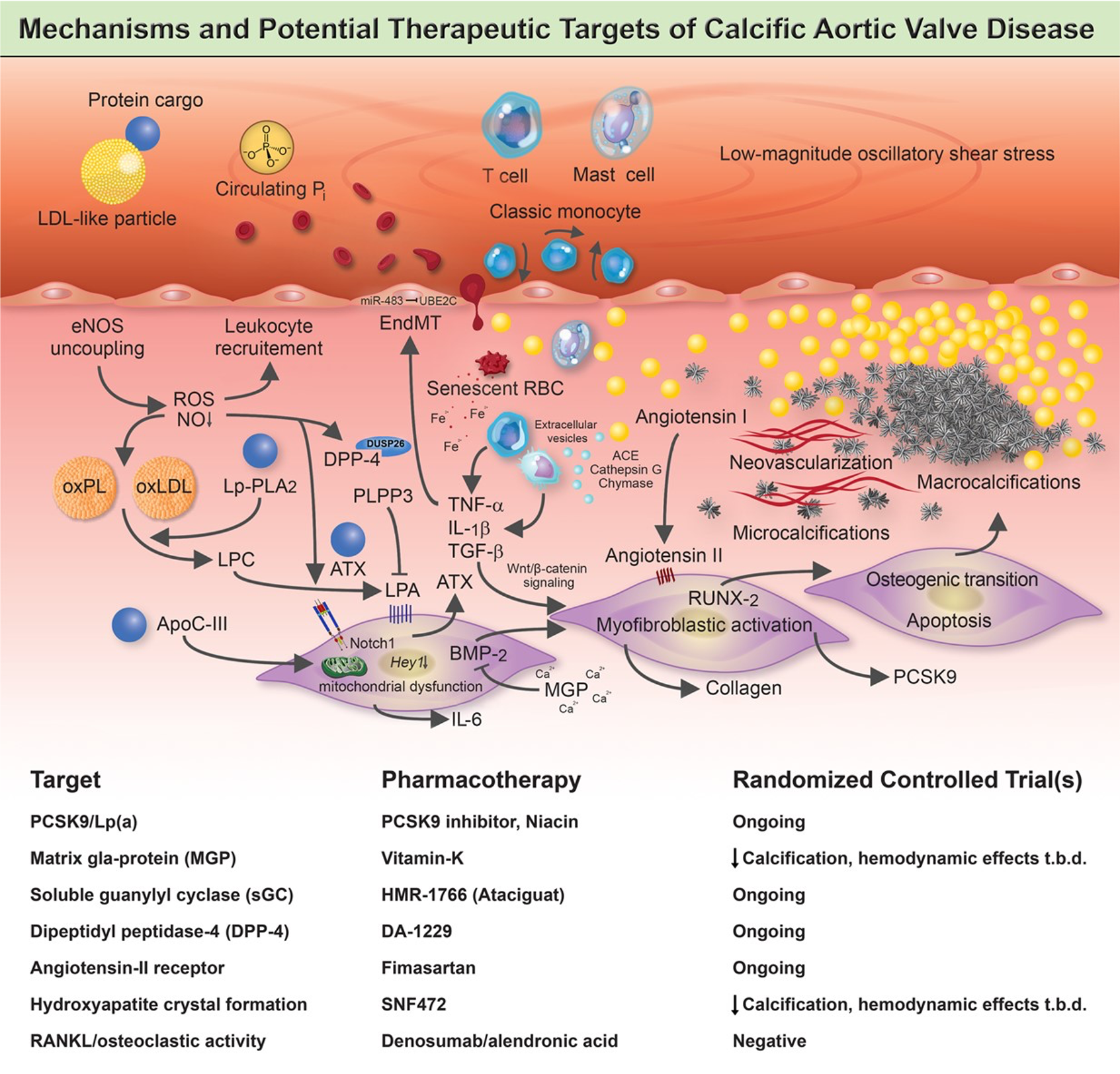 EHJ - mechanisms to therapy